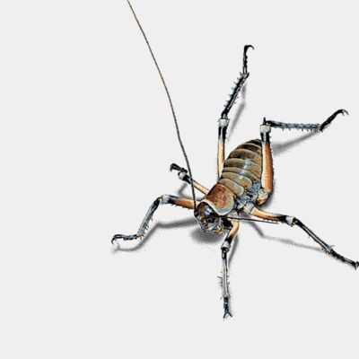 Placement print adult t shirt BLUFF WETA back 1651 Thumbnail