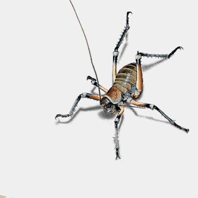 Placement print KIDS t shirt BLUFF WETA back Thumbnail