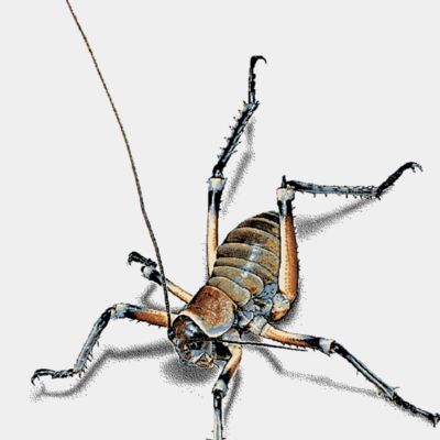 Weta MUG back Thumbnail