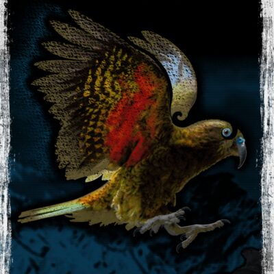 Kea   181lpi adults back DIGITEES Thumbnail